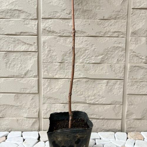 スモークツリー　グレース　苗木　3.5号ポット　挿し木苗 |  | 03