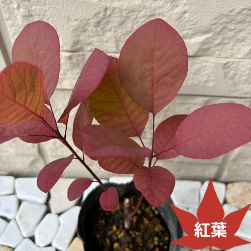 スモークツリー　グレース　苗木　3.5号ポット　挿し木苗 |  | 04