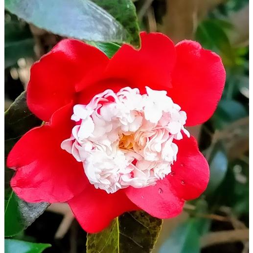 ツバキ　卜伴　４号ポット　挿し木苗　椿　月光 庭園樹　苗木　 | 