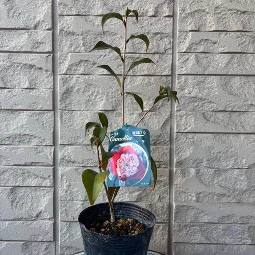 ツバキ　卜伴　４号ポット　挿し木苗　椿　月光 庭園樹　苗木　 |  | 01