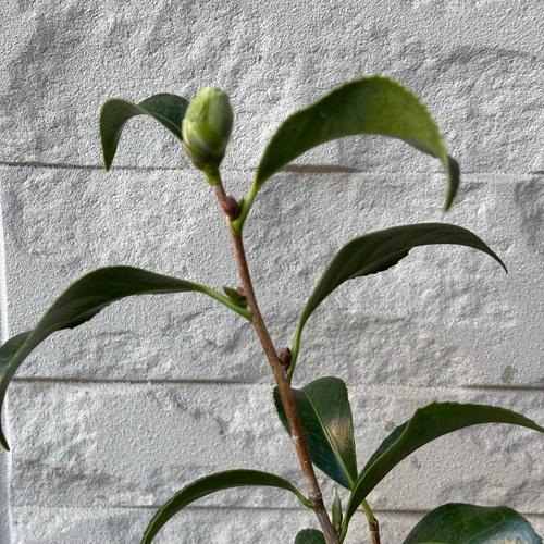 ツバキ　卜伴　４号ポット　挿し木苗　椿　月光 庭園樹　苗木　 |  | 02