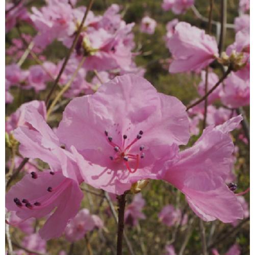 桜ゲンカイツツジ 苗木 3.5号ポット 挿し木苗 : エスフルール - 通販