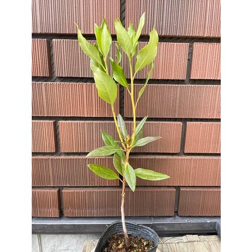 桜ゲンカイツツジ 苗木 3.5号ポット 挿し木苗 : エスフルール - 通販