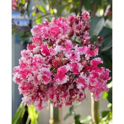 百日紅 サルスベリ パパーミントレース 苗木 夏祭り 楽天市場】サルスベリ 『 ペパーミントレース （ 夏祭り