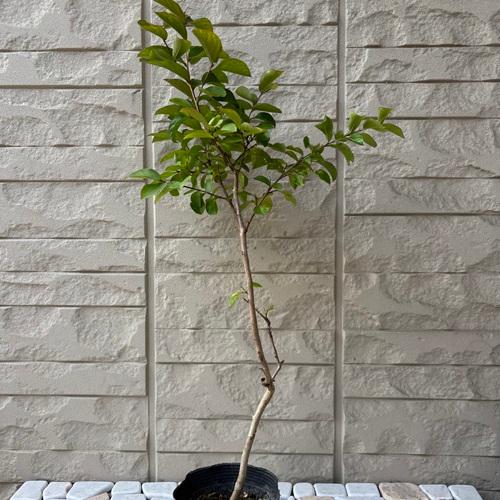 サルスベリ　夏祭り（ペパーミントレース）　苗木　3.5号ポット　挿し木苗 |  | 01