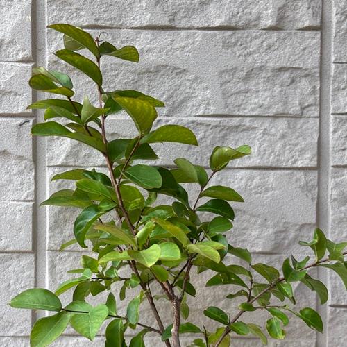 サルスベリ　夏祭り（ペパーミントレース）　苗木　3.5号ポット　挿し木苗 |  | 02