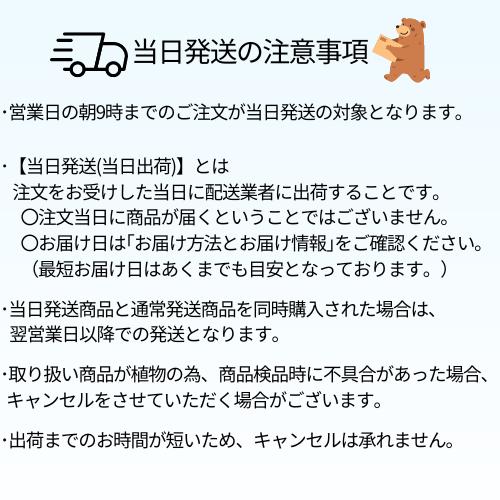 サルスベリ　夏祭り（ペパーミントレース）　苗木　3.5号ポット　挿し木苗 |  | 06