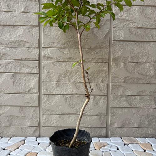 サルスベリ　夏祭り（ペパーミントレース）　苗木　3.5号ポット　挿し木苗 |  | 03