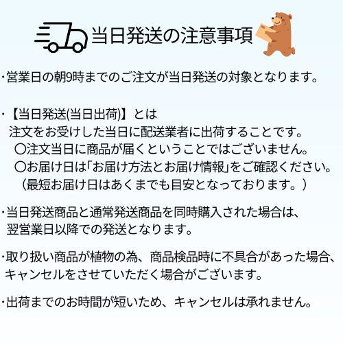 カシワバアジサイ スノーフレーク 3.5号ポット 苗木 |  | 06