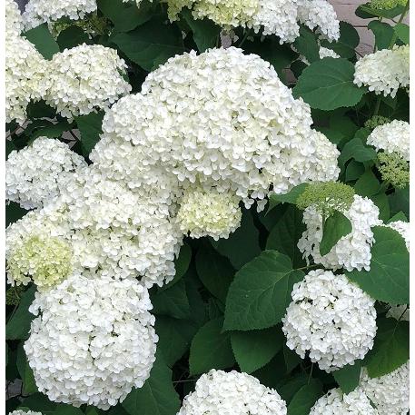 アメリカアジサイ アナベル 苗木 3号ポット | 