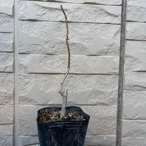 アメリカアジサイ アナベル 苗木 3号ポット |  | 01