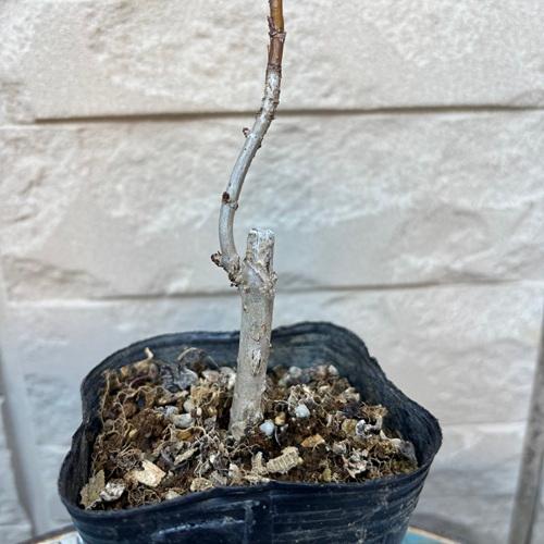 アメリカアジサイ アナベル 苗木 3号ポット |  | 02