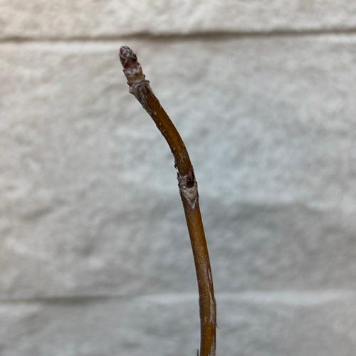 アメリカアジサイ アナベル 苗木 3号ポット |  | 03