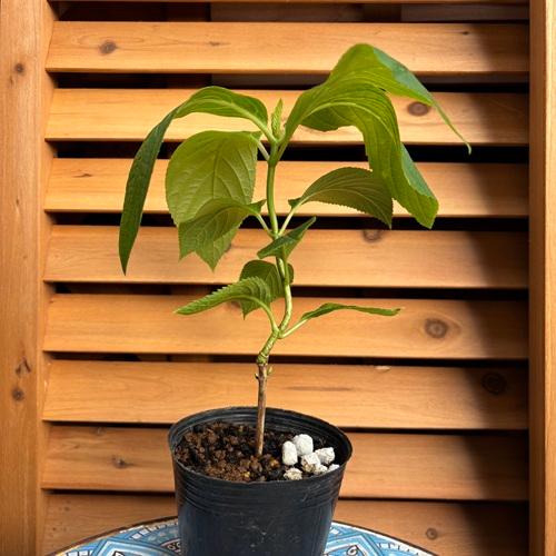 輸入アジサイ 3苗セット割引16日まで 国華園オンラインショップ / アジサイ