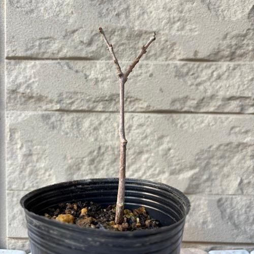 ロウバイ 寿 3.5号ポット苗 苗木 |  | 01