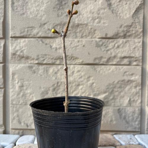 ロウバイ 寿 3.5号ポット苗 苗木 |  | 02