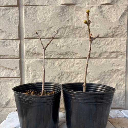 ロウバイ 寿 3.5号ポット苗 苗木 |  | 03