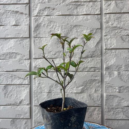 常緑ヤマボウシ 月光 3.5号ポット 挿し木苗 苗木 |  | 01