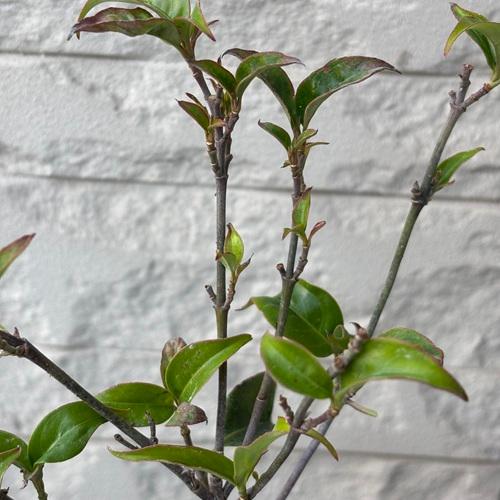 常緑ヤマボウシ 月光 3.5号ポット 挿し木苗 苗木 |  | 02