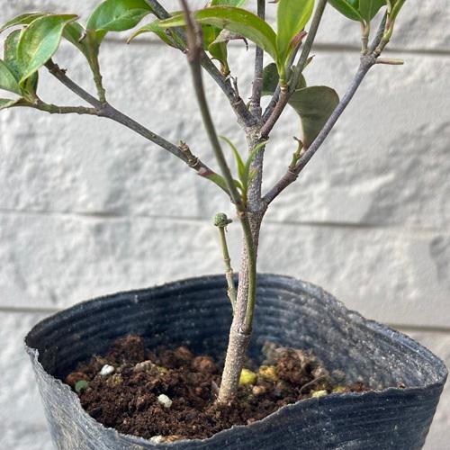 常緑ヤマボウシ 月光 3.5号ポット 挿し木苗 苗木 |  | 03