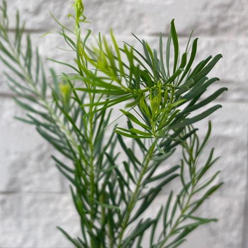 ミモザ　アカシア　スノーウィリバー　3.5号ポット　苗木　庭木 シンボルツリー 春の花 |  | 03