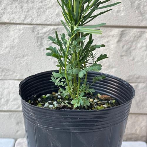 ミモザ　アカシア　スノーウィリバー　3.5号ポット　苗木　庭木 シンボルツリー 春の花 |  | 04