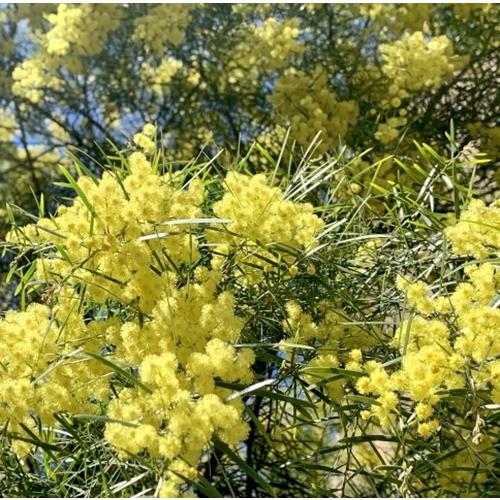 ミモザ　アカシア　スノーウィリバー　3.5号ポット　苗木　庭木 シンボルツリー 春の花 |  | 01