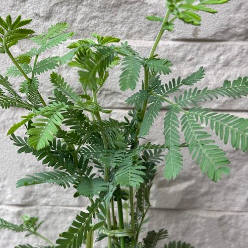 ミモザアカシア　3.5号ポット　苗木　 |  | 02