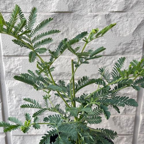 ミモザアカシア　3.5号ポット　苗木　 |  | 02