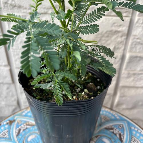 ミモザアカシア　3.5号ポット　苗木　 |  | 03