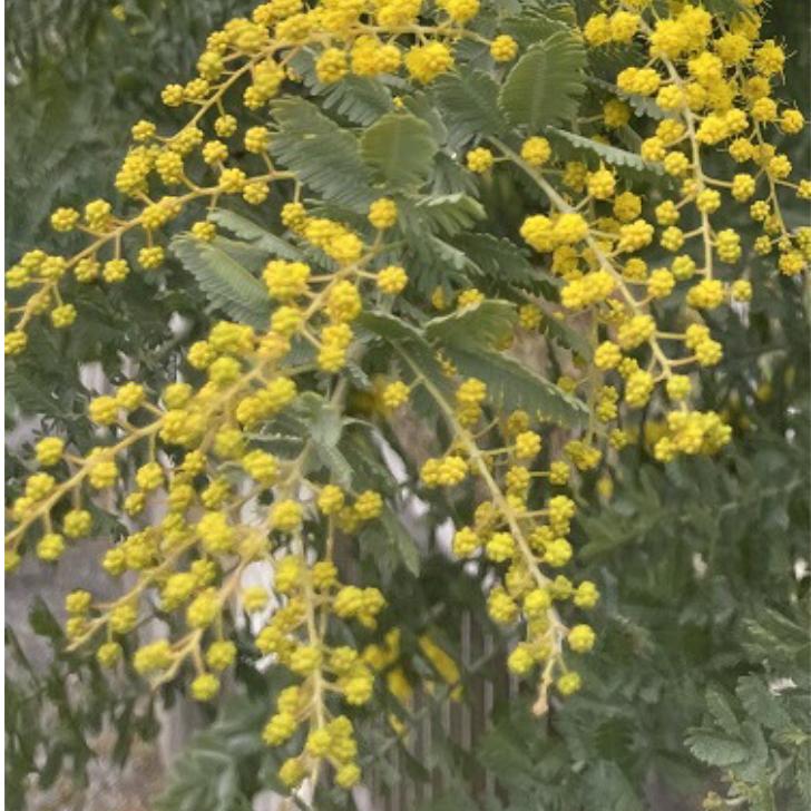 ミモザアカシア　3.5号ポット　苗木　 |  | 04