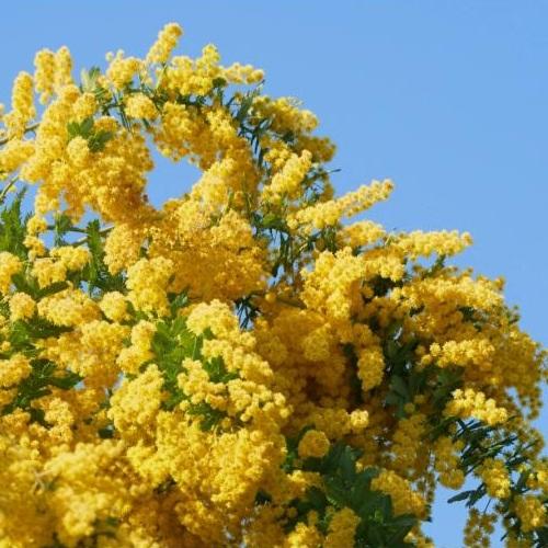 ミモザアカシア　3.5号ポット　苗木　 |  | 03