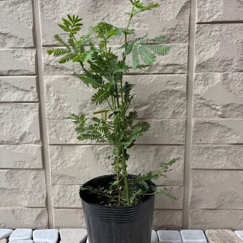 ミモザアカシア　3.5号ポット　苗木　 |  | 01