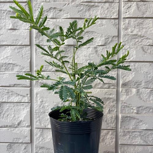 ミモザアカシア　3.5号ポット　苗木　 |  | 01