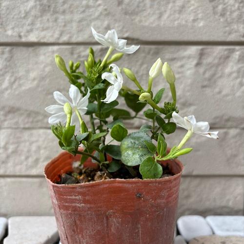 ジャスミン 花美人 3号ポット苗 苗木 : エスフルール - 通販 - Yahoo