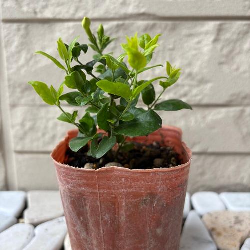 ジャスミン 花美人 3号ポット苗 苗木 : エスフルール - 通販 - Yahoo