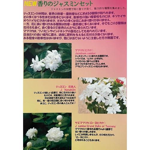 ジャスミン ヤエマツリカ（ローズピカケ）3号ポット苗 苗木 : エス
