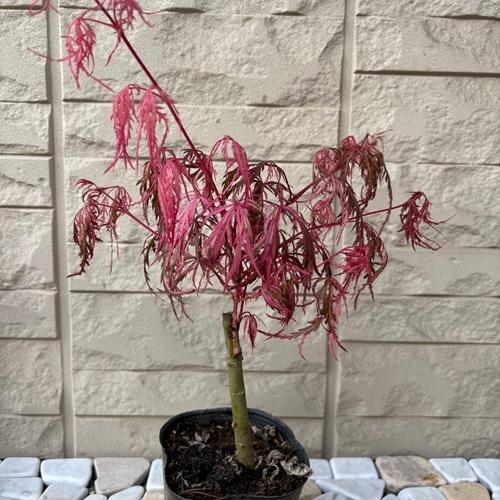 モミジ 花まとい 3.5号ポット苗 接木苗 苗木 庭木 シンボルツリー 植木