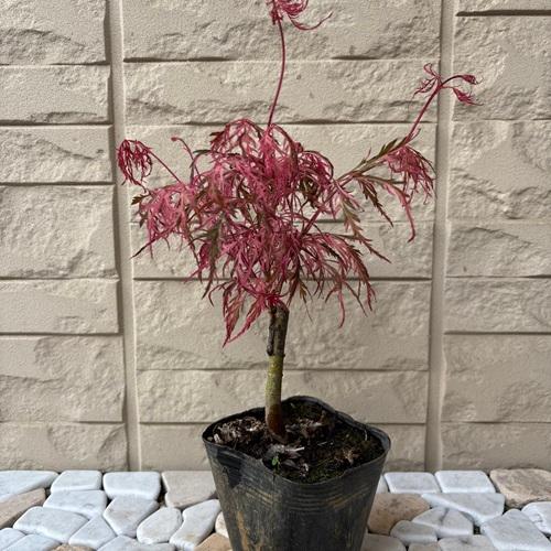 モミジ 花まとい 3.5号ポット苗 接木苗 苗木 庭木 シンボルツリー 植木