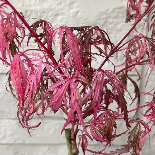 モミジ 花まとい 3.5号ポット苗 接木苗 苗木 庭木 シンボルツリー 植木