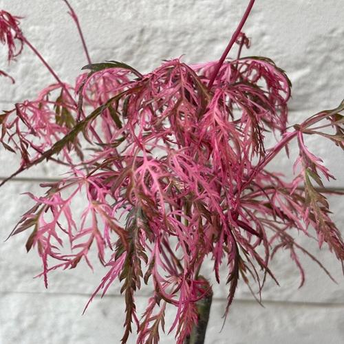 モミジ 花まとい 3.5号ポット苗 接木苗 苗木 庭木 シンボルツリー 植木