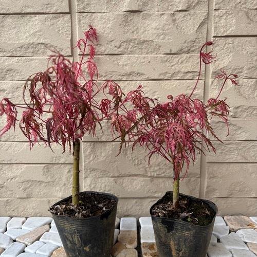 モミジ 花まとい 3.5号ポット苗 接木苗 苗木 庭木 シンボルツリー 植木