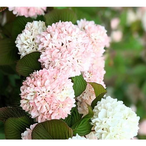 オオデマリ ビバーナム ジェミニ 3.5号ポット苗 苗木 花木 落葉樹 鉢植え 庭植え シンボルツリー（Yahoo!・エスフルール）