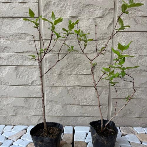 バイカウツギ ベルエトワール 苗木 3号ポット苗 挿木苗 梅花空