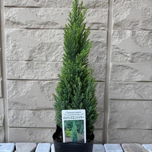 コニファー　エルウッズエンパイア　３号ポット苗　 クリスマスツリー　寄せ植え　庭木 | 