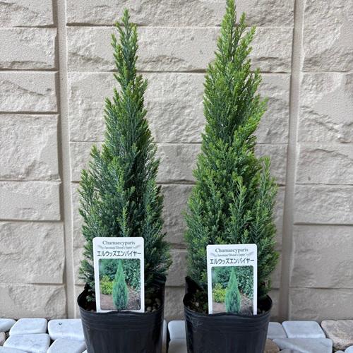 コニファー　エルウッズエンパイア　３号ポット苗　 クリスマスツリー　寄せ植え　庭木 |  | 01