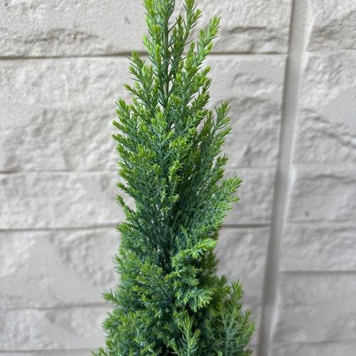 コニファー　エルウッズエンパイア　３号ポット苗　 クリスマスツリー　寄せ植え　庭木 |  | 02