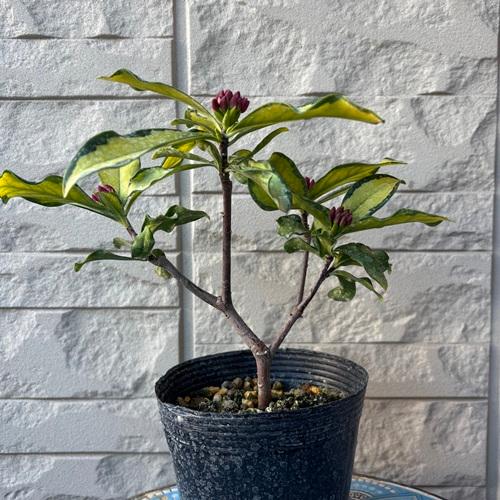 ジンチョウゲ 信濃錦 4号ポット 挿木苗 沈丁花 苗木 庭木 芳香花木