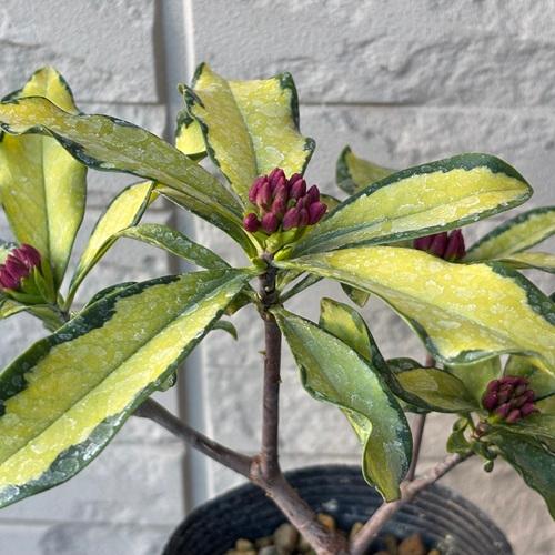 ジンチョウゲ 信濃錦 4号ポット 挿木苗 沈丁花 苗木 庭木 芳香花木