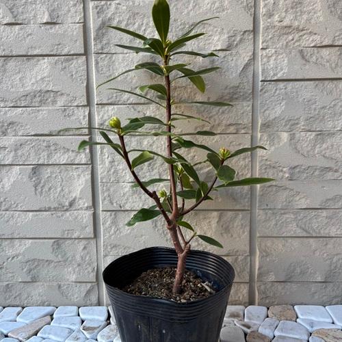 沈丁花 咲き分けジンチョウゲ 苗木 5号ポット苗 苗木 庭木 芳香花木